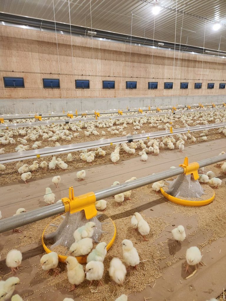 Celebrating a New Broiler Barn at Hidden Spring Acres Ltd. 1 Young broiler chicks in the new Hidden Spring Acres Ltd. barn using a modern Landmeco pan feeding system.