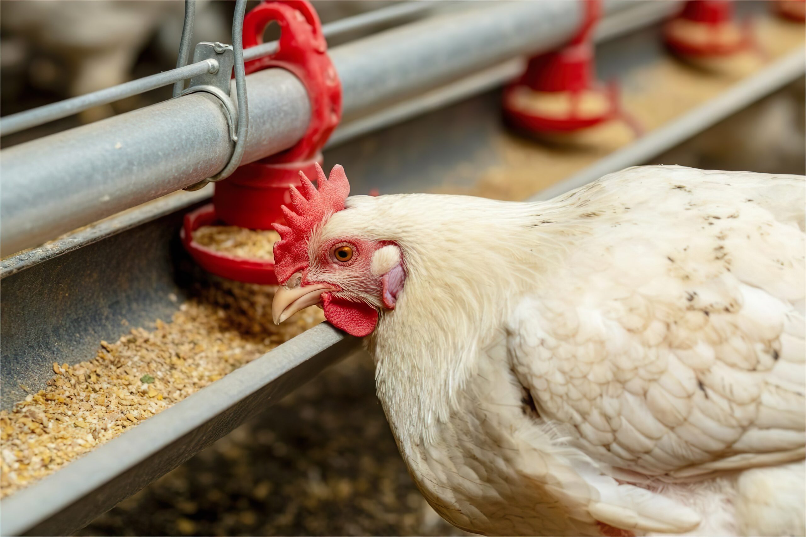 White chicken feeding from agricultural equipment on Ontario farms