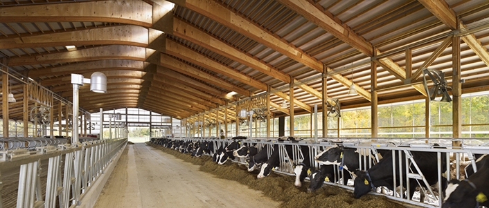 Dairy cows feeding in a modern barn on an Ontario farm