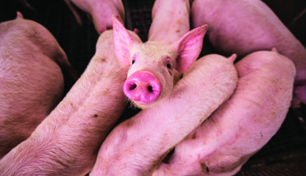 Piglets on an Ontario farm livestock operation