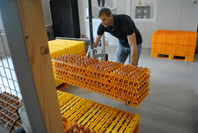 EggLifter egg palletizing equipment used in a poultry facility