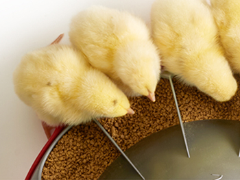 Image of Choretime Konavi Broiler Feeder