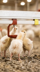 An image of Lubing Breeder Watering System