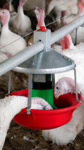 An image of Chore-Time® ATF PLUS Feeder Systems for Turkeys