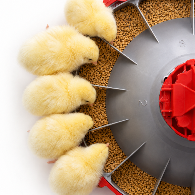 Chore-Time KONAVI Broiler Feeder providing feed access for chicks