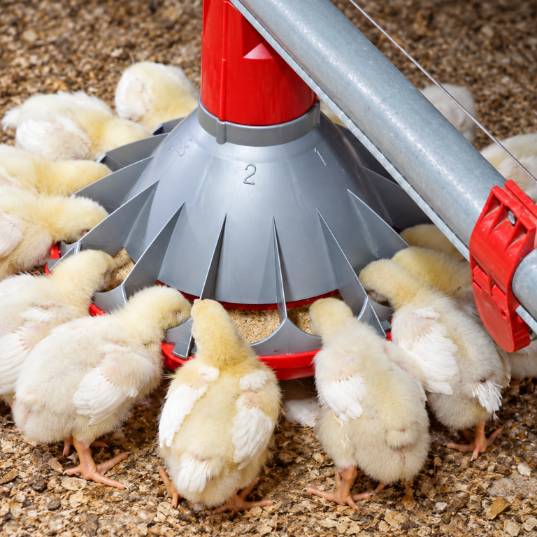 Chore-Time KONAVI Broiler Feeder with chicks feeding