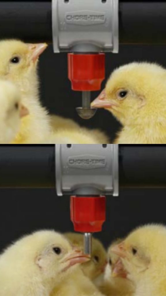 product image of Chore-Time RELIA-FLOW® Poultry Nipple Drinking System