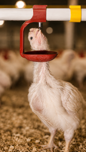 An image of Lubing FeatherSoft Hi-Flow 4023 Broiler Drinker