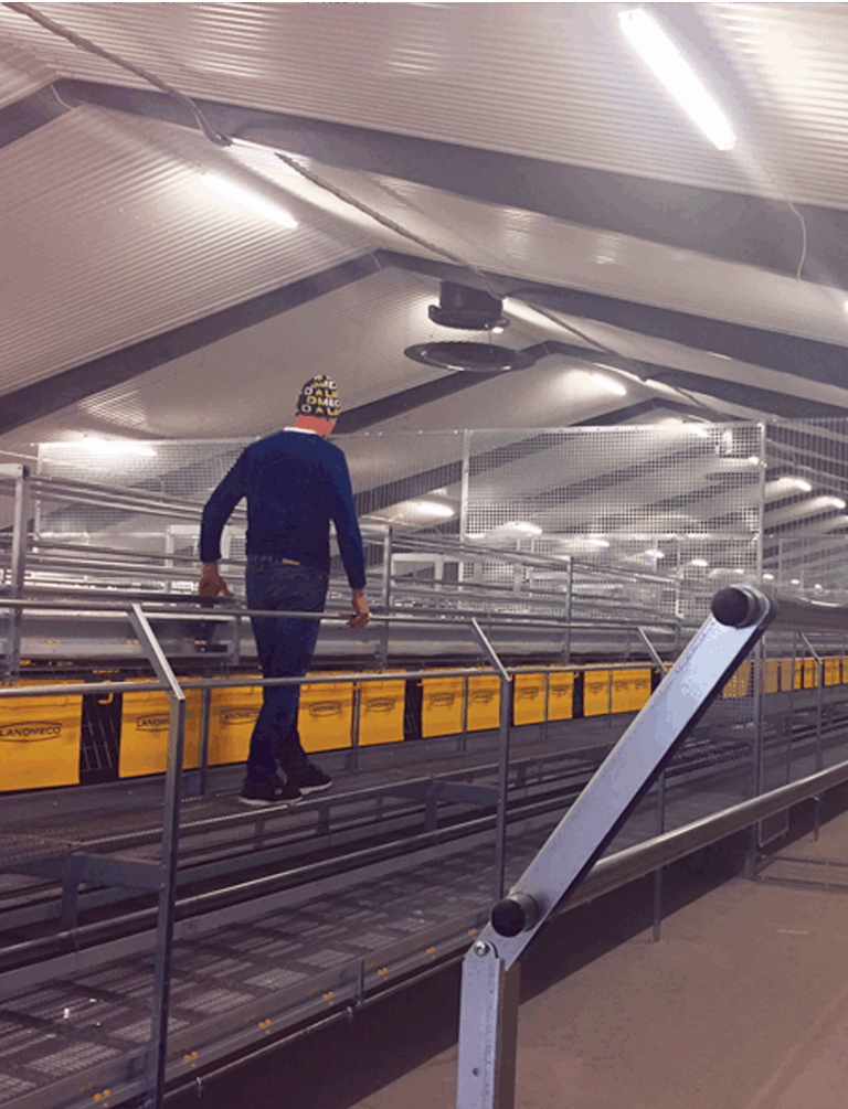 LANDMECO Flex Raise Rearing System installed in a poultry barn