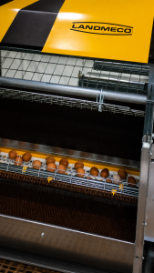 LANDMECO Breeder Nest egg collection system with eggs on the egg belt