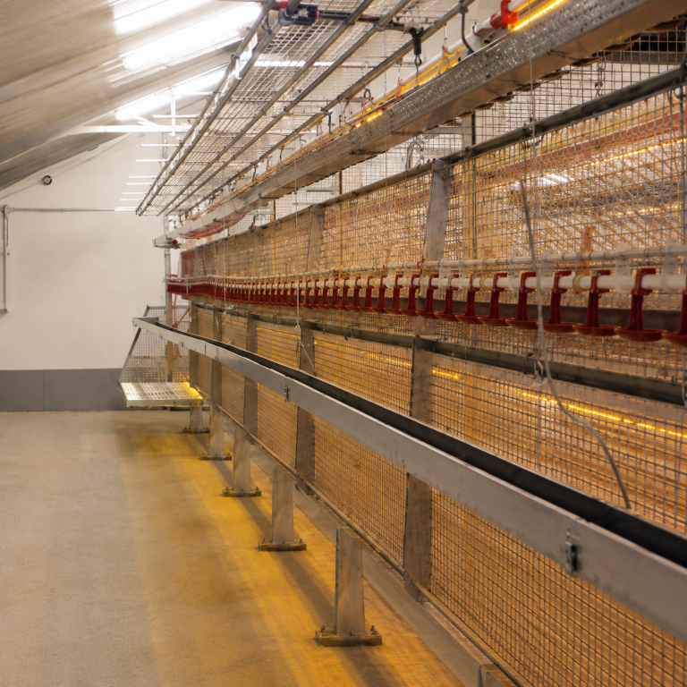 LANDMECO Flex Raise poultry rearing system installed in a barn