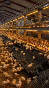 LANDMECO Flex Raise Rearing System with chicks in a poultry barn