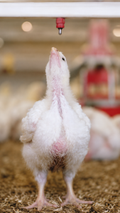 An image of Lubing OptiGROW 4095 Broiler Drinking System