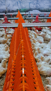 An image of Sephnos TurboFence Anti-Migration Fence for Broiler Houses