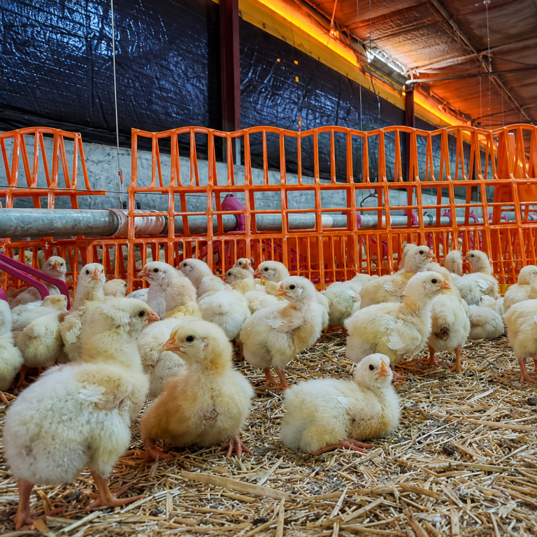 TurboFence anti-migration fence for broiler flock management in a poultry house