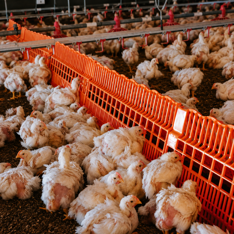 TurboFence anti-migration fence helping control broiler movement in a poultry house