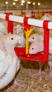 An image of Lubing Turkey Watering System