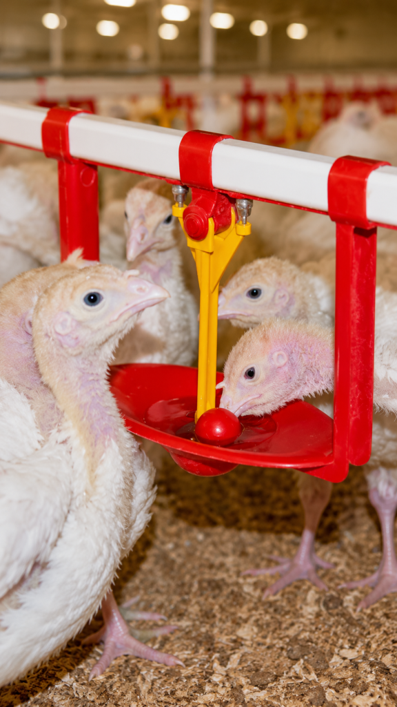 product image of Lubing Turkey Watering System