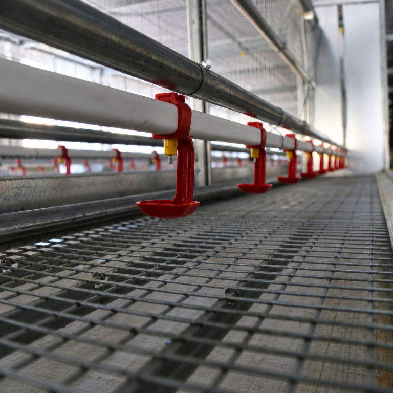 Volo Baby Area poultry drinking line with drinker cups in a rearing aviary