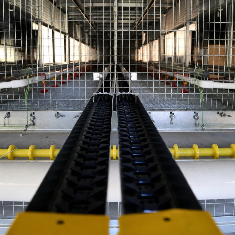 Volo Baby Area rearing aviary with integrated poultry conveyor and watering system