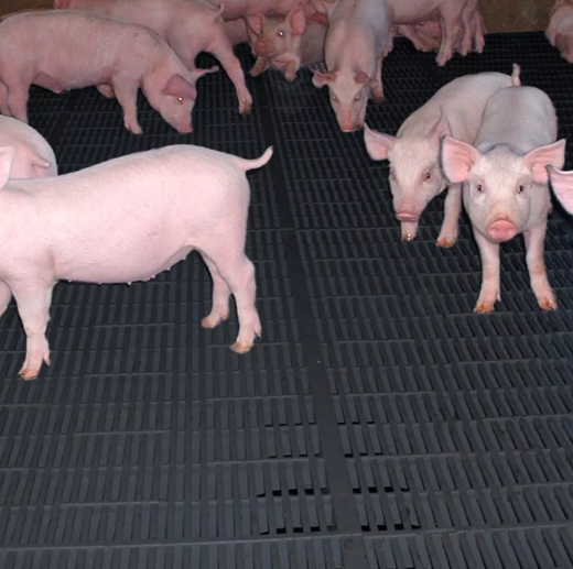 Integra Farrowing Floor: Built for Comfort and Durability 1 Piglets standing on durable nursery flooring slats