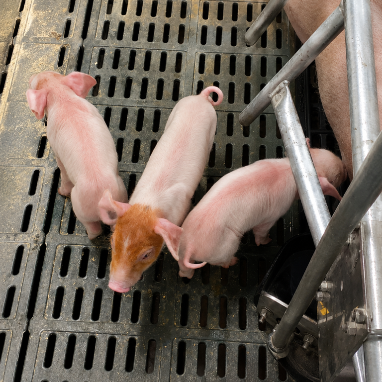 Integra flooring with piglets in a livestock pen