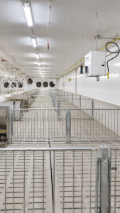 Galvanized spindle pig penning system installed in a modern swine barn