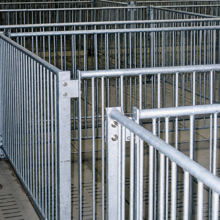 Galvanized spindle pig penning with durable steel panels and gates in a swine barn