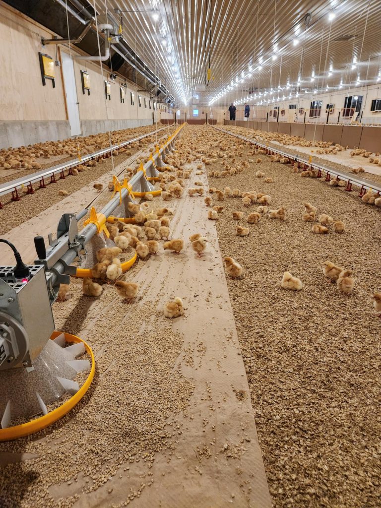 Rolling Legacy Farms poultry barn with chicks and feeding system