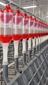 Row of AP Accu-Drop Feeders with clear feed containers, red dispensing housings and delivery tubes installed above galvanized hog stalls.