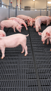 Young piglets standing on dark slatted nursery flooring in a commercial hog barn, illustrating the Canarm Seamless Summit Nursery Flooring system.