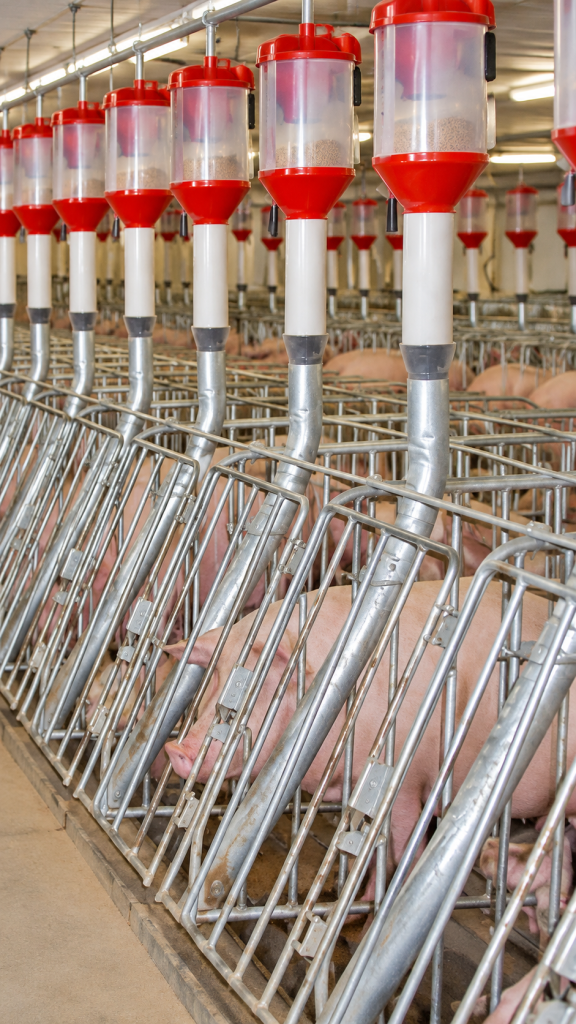 Canarm Vertical Spindle Dry Sow Stalls with galvanized steel bars, individual sow housing and red-and-white feed dispensers inside a commercial hog barn.