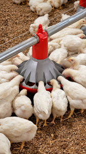 White poultry birds feeding around a red and grey Chore-Time KONAVI pullet feeder connected to an automated feed line inside a poultry barn.