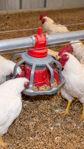 White breeder roosters gathered around a red and grey Chore-Time REVOLUTION male feeder connected to an overhead feed delivery line.