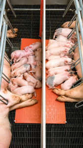An image of Osborne Stanfield S2B3 Farrowing Heat Pad