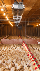 Ceiling-mounted infrared tube heater with metal reflectors above young chickens, feeding lines and drinking equipment inside a commercial poultry barn.